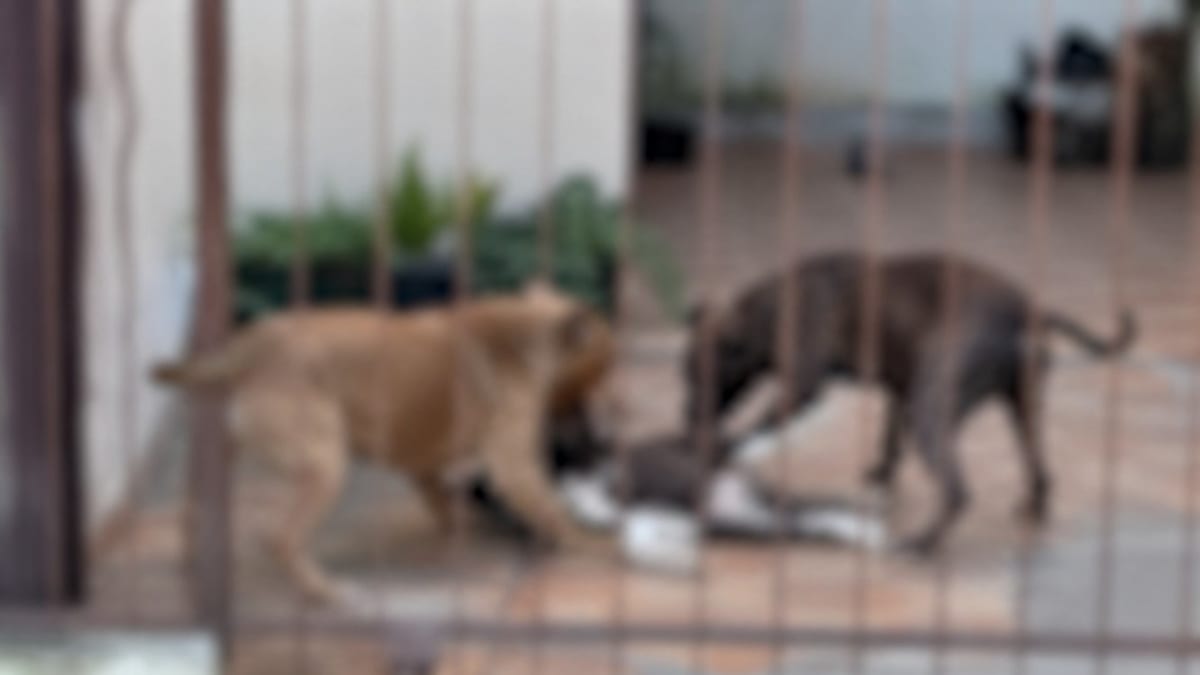 Pitbulls invadem residência e atacam cadela em Jaraguá do Sul