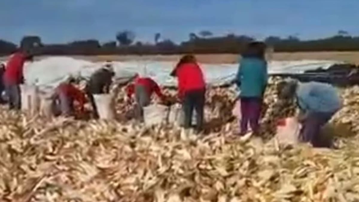 Ministério do Trabalho resgata 55 trabalhadores em condições análogas à escravidão em Cezarina, Goiás