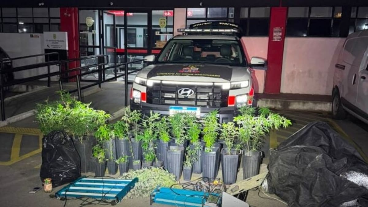 Polícia apreende estufas e vasos com plantas semelhantes à Cannabis em imóvel na Rua Araí