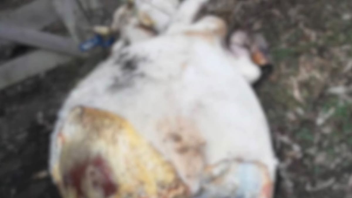 Furto de gado aumenta no interior de Canoinhas, em Santa Catarina