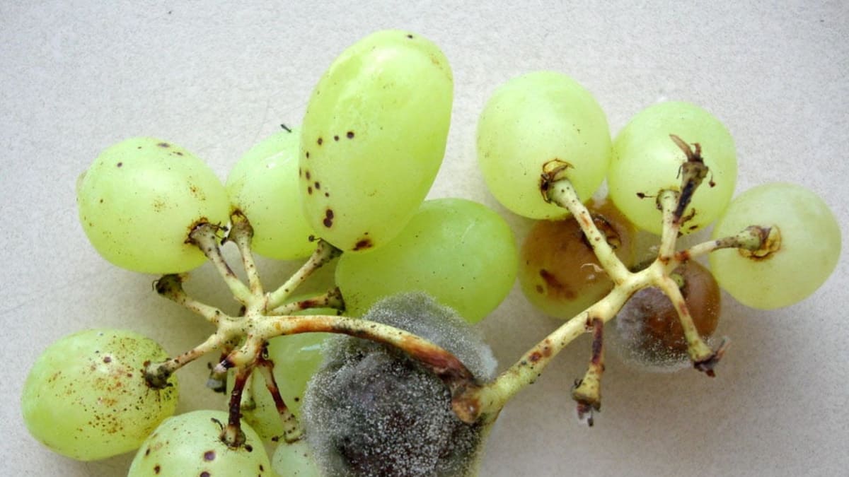 Controle de aeração e nutrientes aumenta produção de fungo para biopesticidas na agricultura
