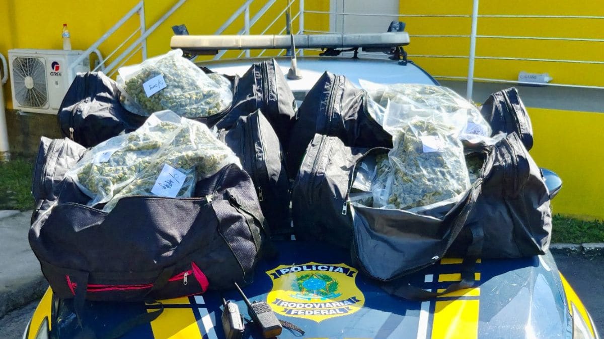 Polícia apreende cinco malas de skunk em carro com placas do Paraná em Laguna