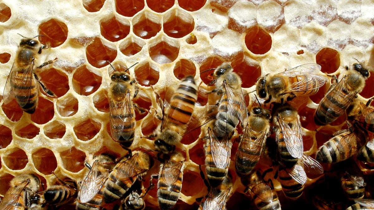 Curso de criação de abelhas e produção de mel inicia em setembro com apoio de entidades locais