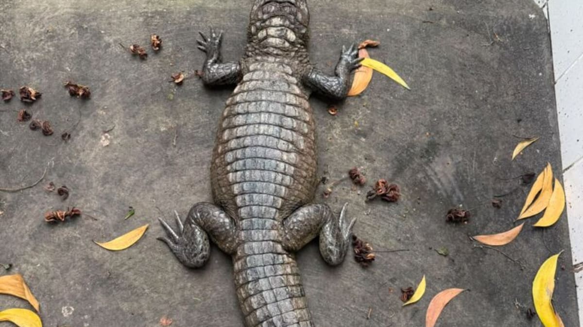 Jacaré resgatado em bueiro terá plasma usado para tratar outro animal com úlcera na córnea