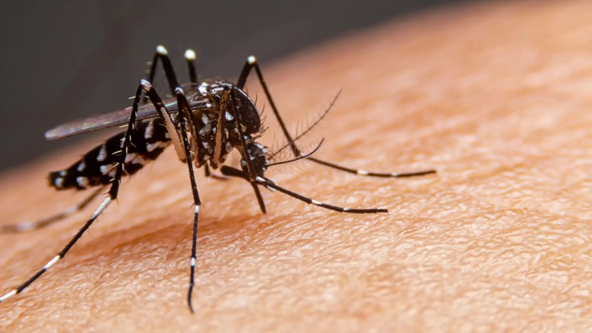 Casos de dengue em Goiás aumentam 15% entre janeiro e julho de 2026