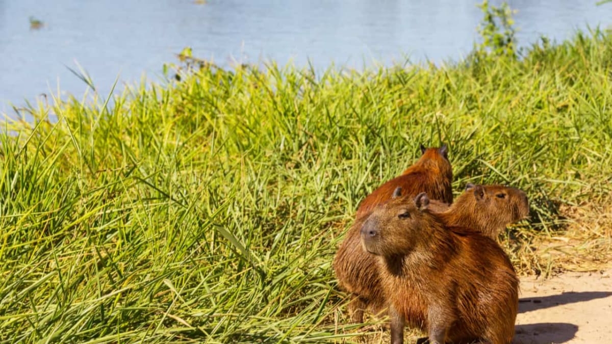 Quatro capivaras são encontradas mortas no Jardim Botânico de Goiânia