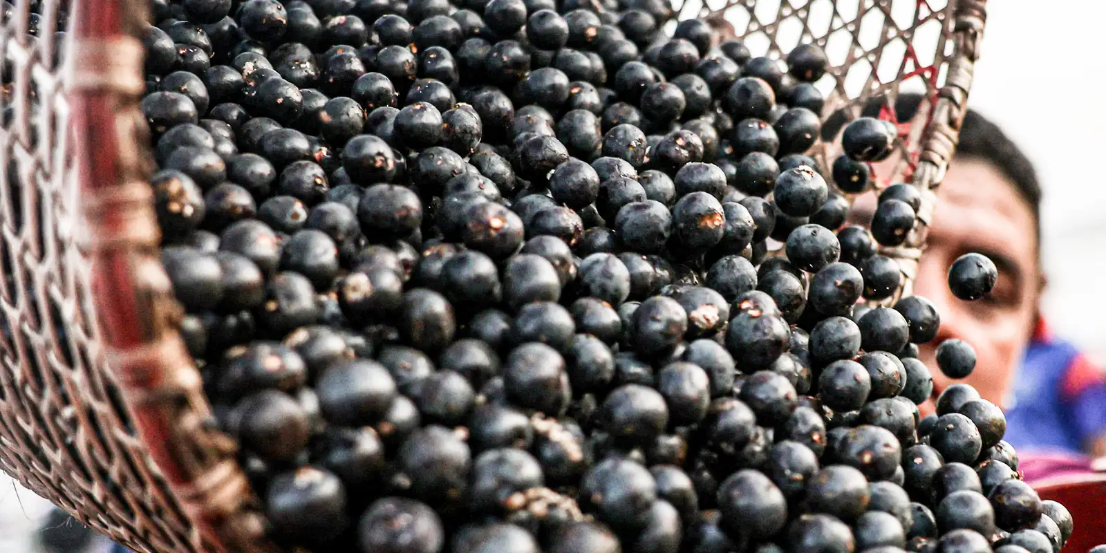 China abre mercado para polpas e frutas congeladas brasileiras