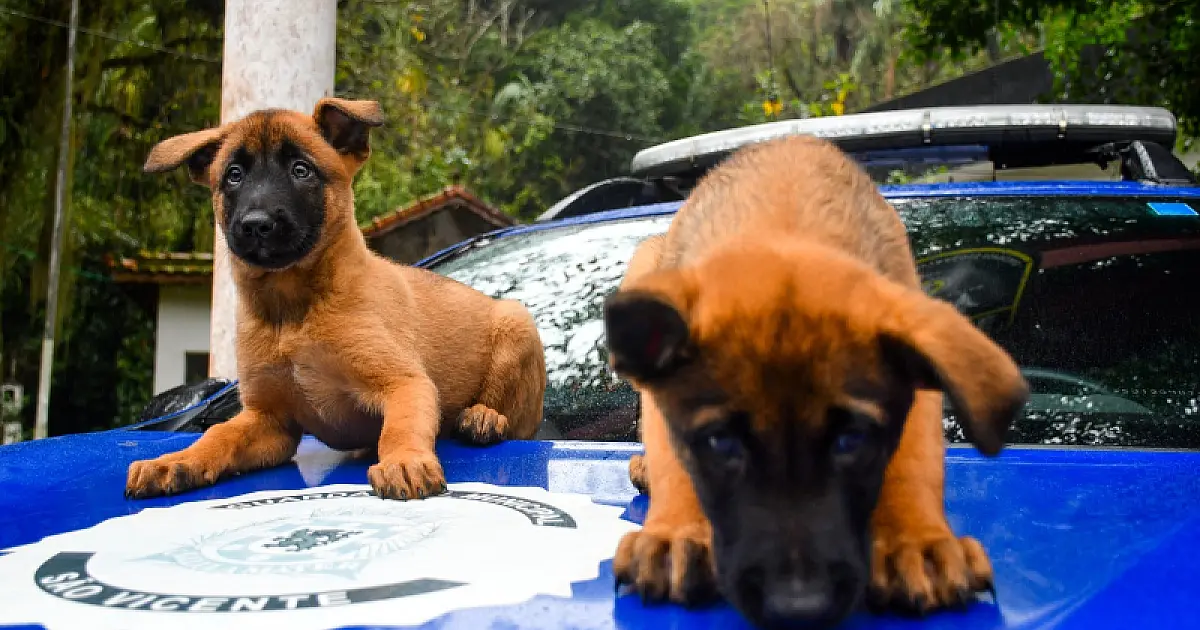 Filhotes de Pastor Belga Malinois iniciam treinamento para atuar em operações policiais em São Vicente
