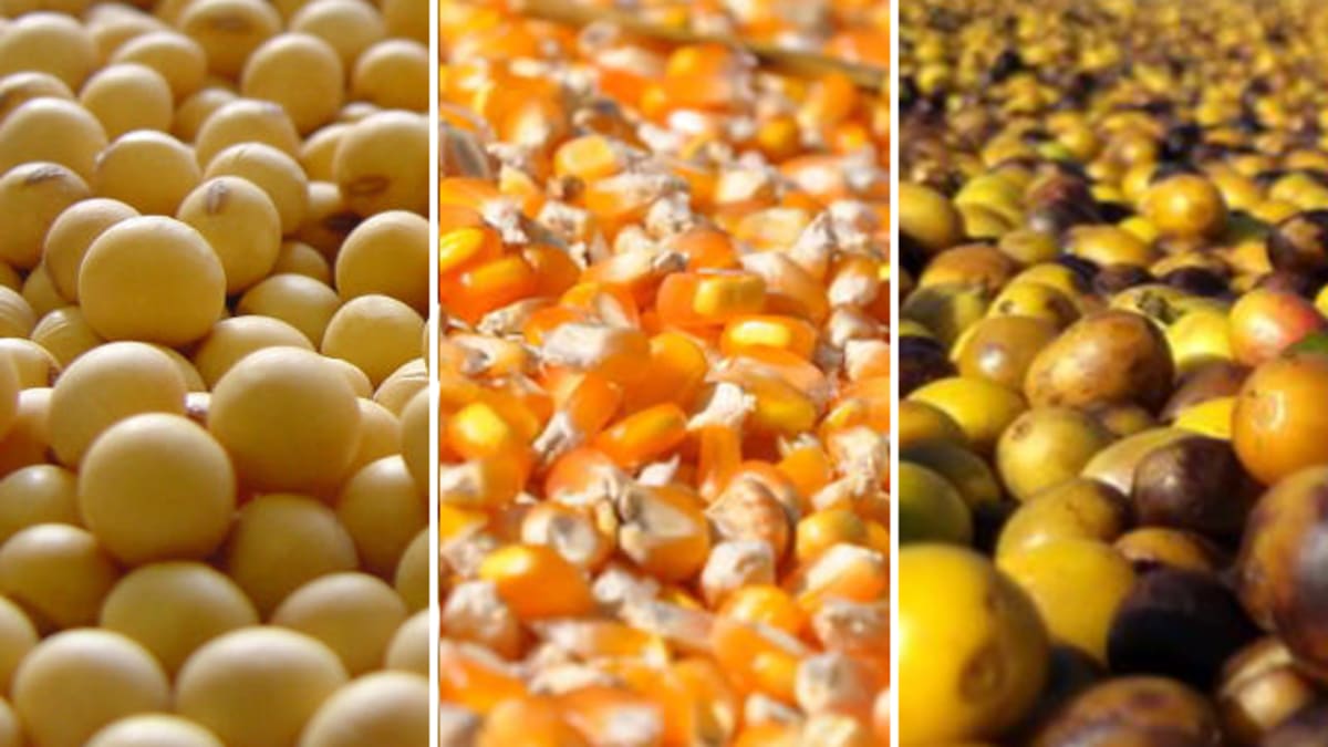 Mercado de commodities agrícolas inicia semana sob influência de clima e geopolítica