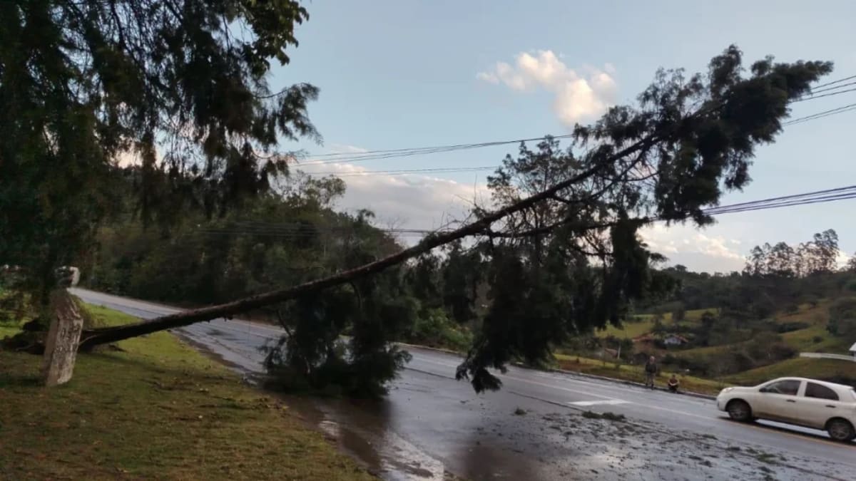 Queda de árvore bloqueia SC-302 entre Agrolândia e Trombudo Central