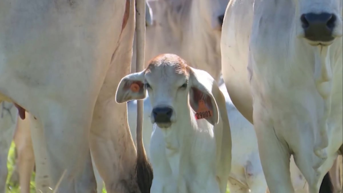 Resistência da bicheira de umbigo exige novas estratégias no manejo neonatal bovino