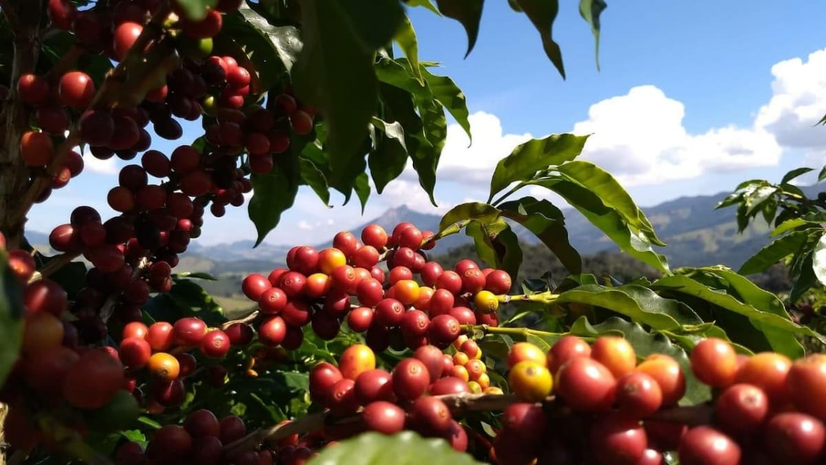 Chuvas prejudicam qualidade do café com 30% da safra ainda no campo