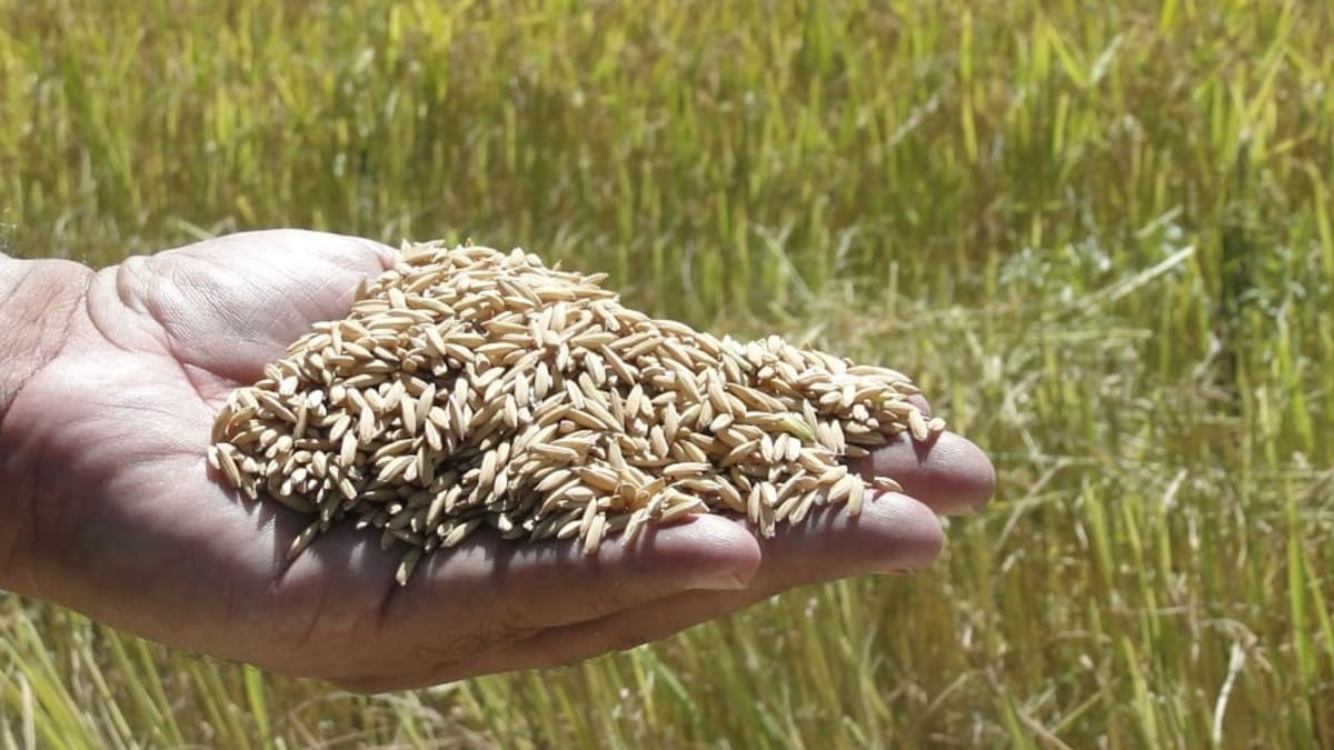 Produtores mantêm postura firme e indústrias elevam ofertas em meio a chuvas persistentes