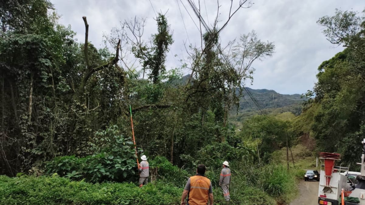 Ventania causa queda de árvores e danos em Schroeder, SC