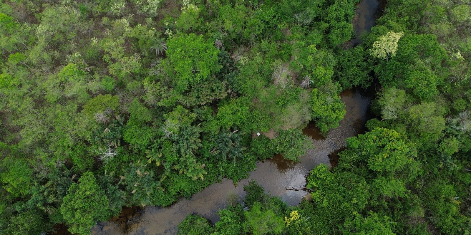 Projeto Restaura Biomas amplia recuperação da vegetação nativa no Brasil