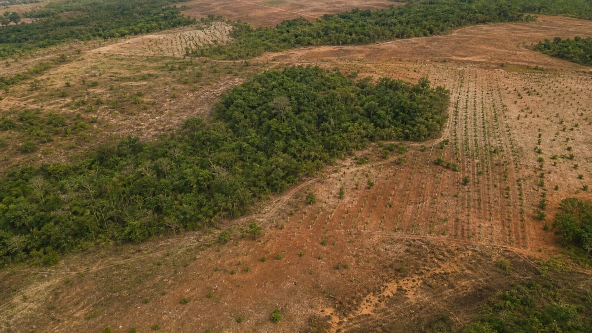 Projeto Restaura Biomas amplia recuperação da vegetação nativa no Brasil
