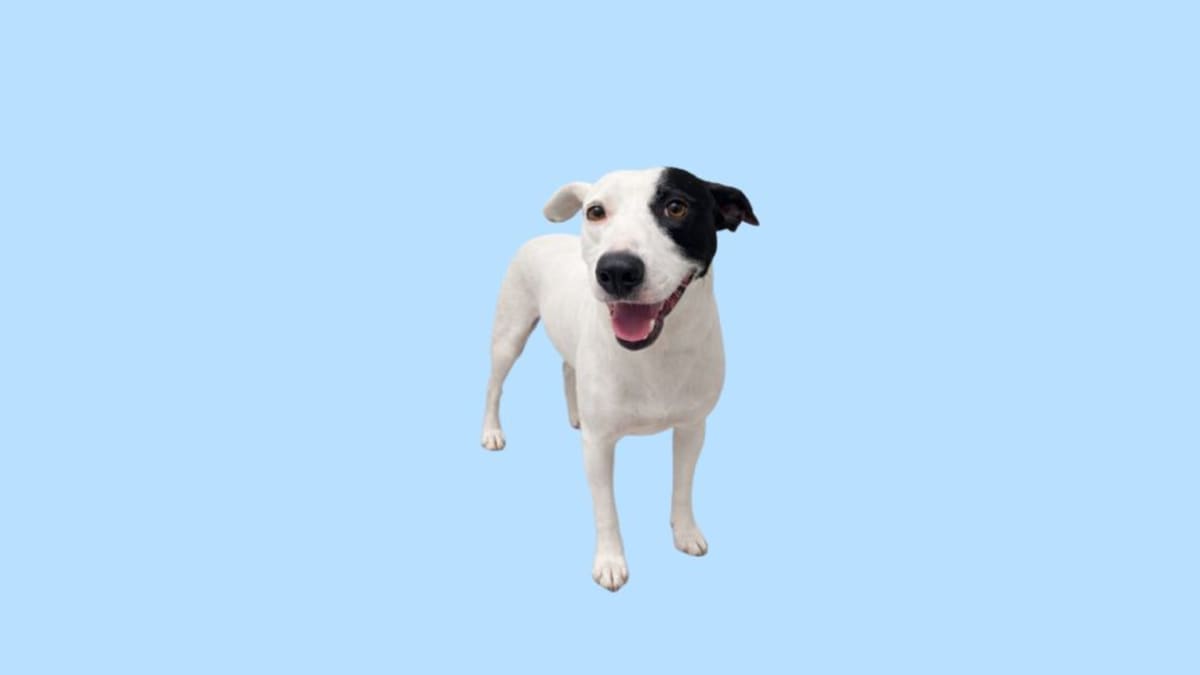 Animais disponíveis para adoção na AGUAPA em Guaramirim