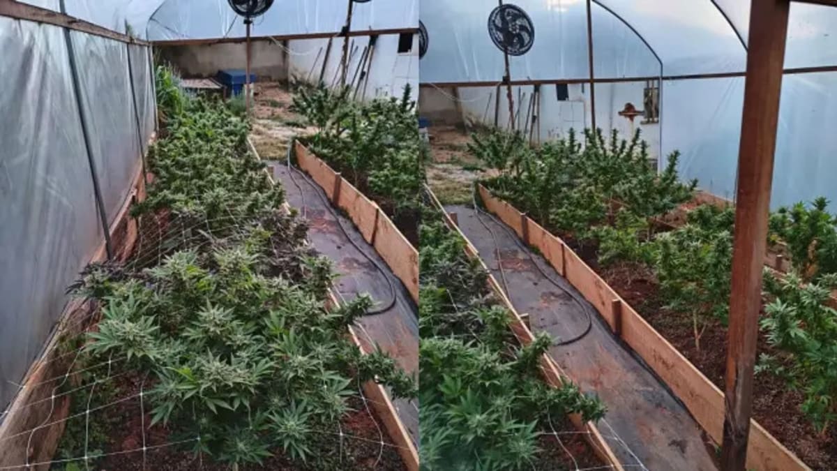 Polícia apreende 57 pés de cannabis em estufas controladas em Belo Horizonte