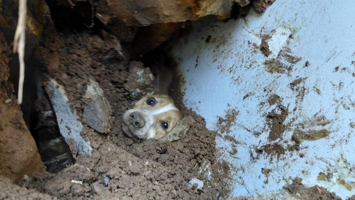 Bombeiros resgatam cachorro soterrado após desabamento em Concórdia