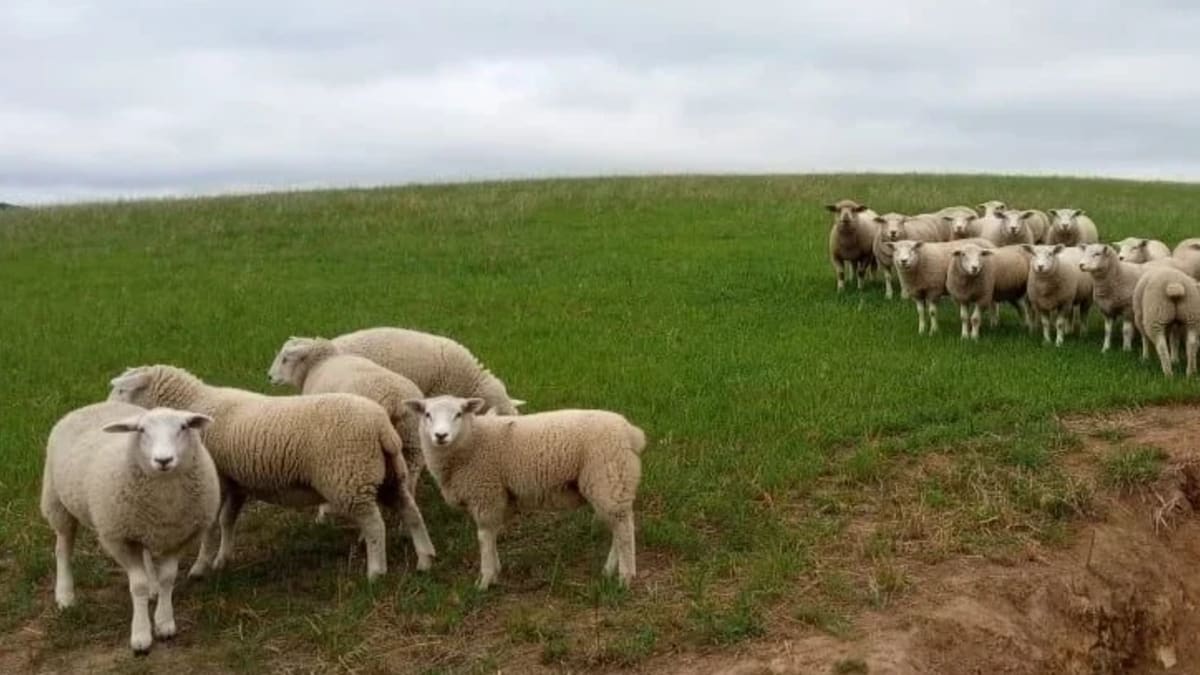 Espaço de produção serrana de cordeiros retorna à Feira AgroPonte em Criciúma