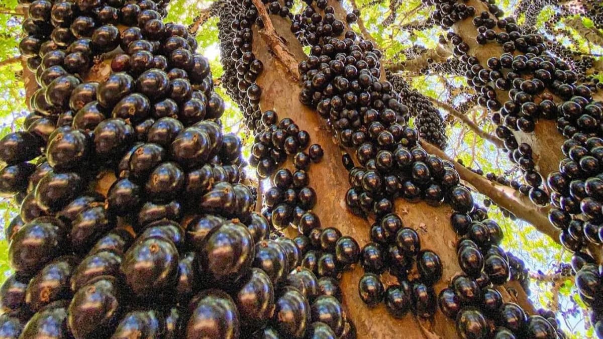 Fazenda Jabuticabal abre temporada antecipada para visitação em Nova Fátima