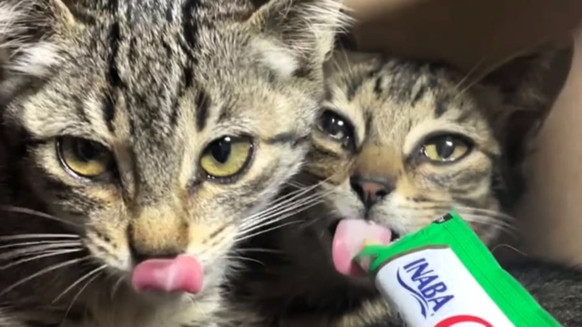 ONG Quero Adotar promove feira de adoção de gatos em Criciúma