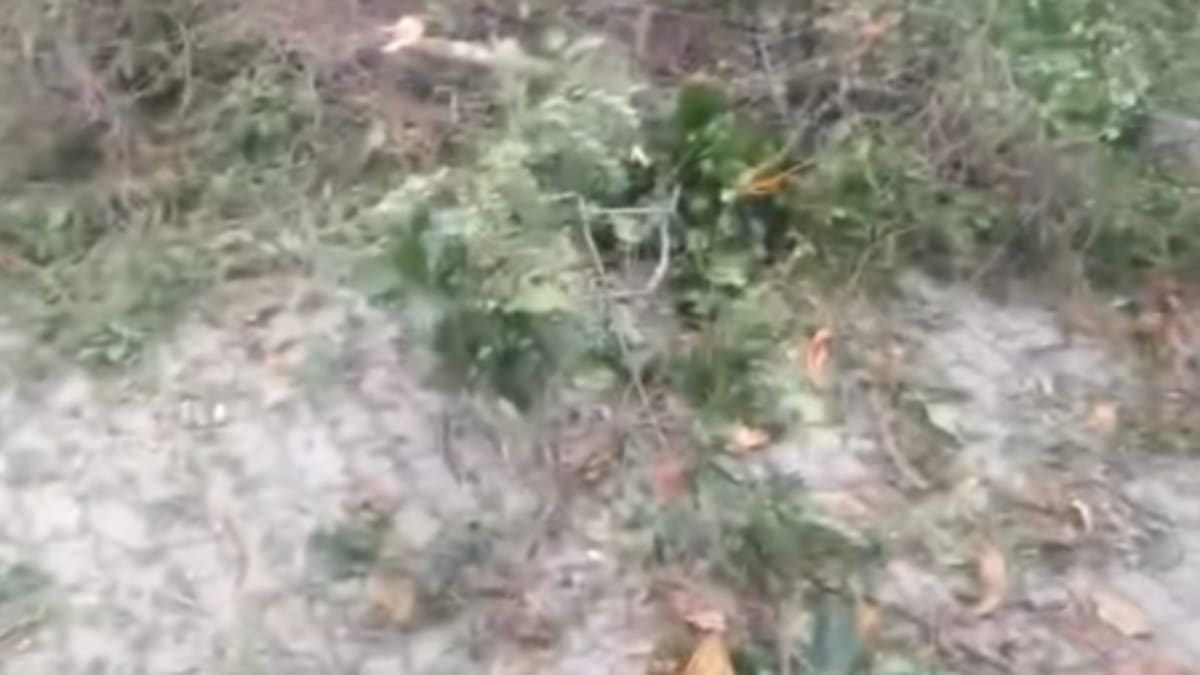 ONG em Guaratiba tem sede danificada por queda de árvores