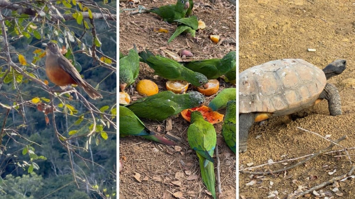 Guaçuí realiza soltura de 140 animais reabilitados para o habitat natural