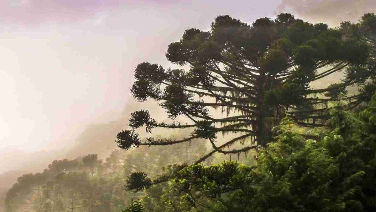 Araucárias gigantes em Santa Catarina sofrem com solo encharcado e tombam