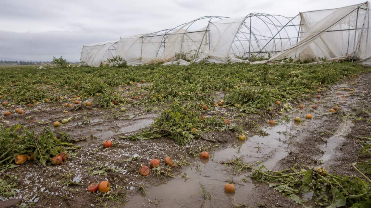 Temporal destrói experimento com tomates do Instituto Agronômico de Campinas em Ribeirão Preto