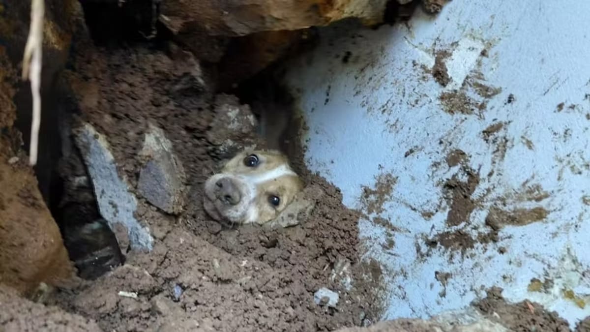 Cão é resgatado após 20 horas sob escombros em Concórdia, SC