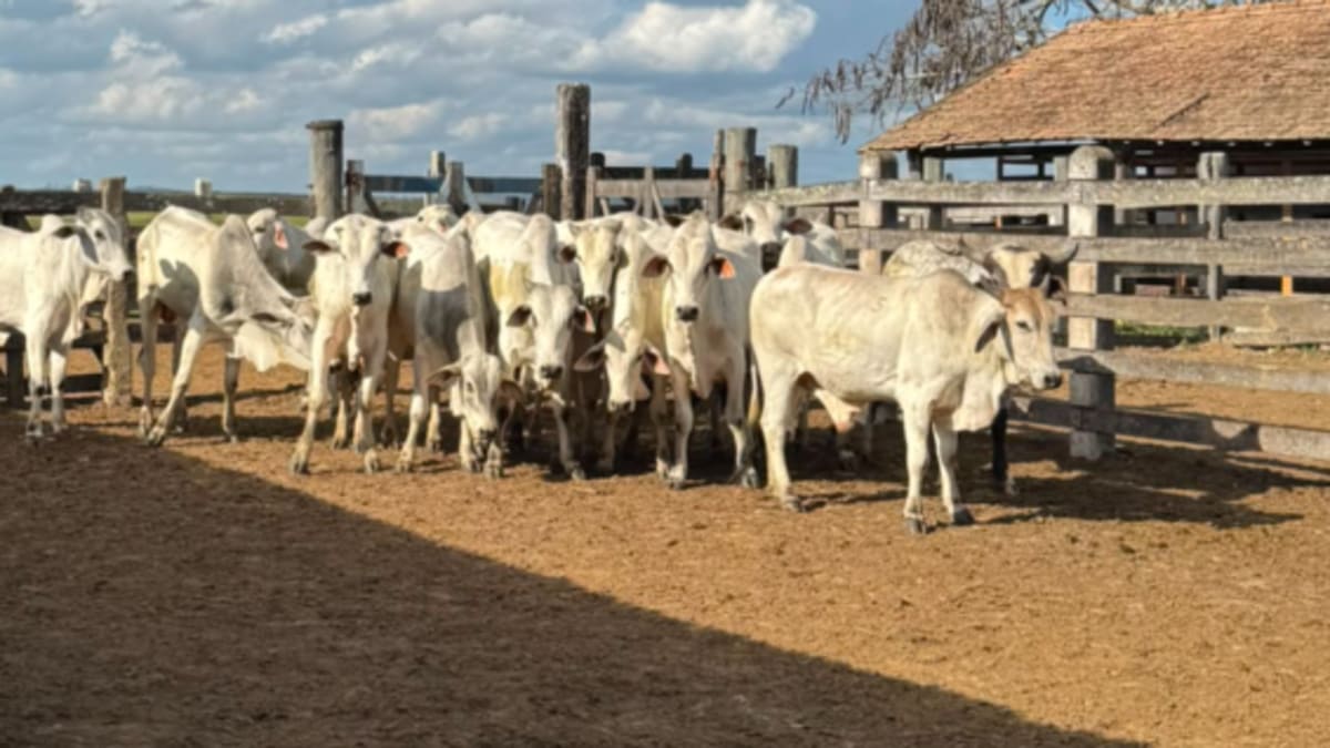 Polícia Civil prende suspeito e apreende armas e cavalos em operação contra furto em Montanha