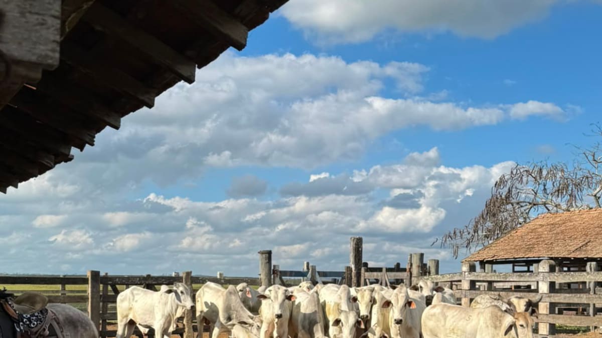 Operação em Montanha apreende armas, veículos e animais avaliados em R$ 100 mil