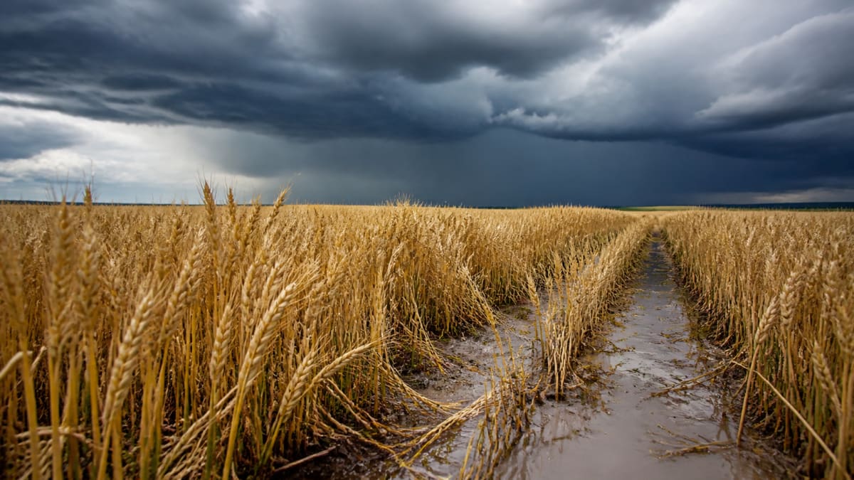 El Niño traz riscos para safra de trigo no Sul, mas impacto em São Paulo é menor