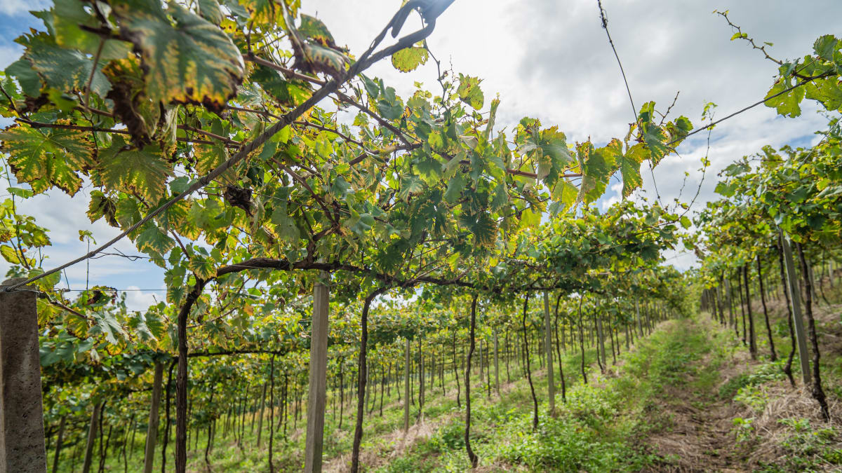 Cooperativa intensifica orientação técnica para produtores de uva diante de cenários climáticos incertos