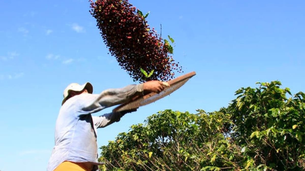 Chuvas atrasam colheita de café no Cerrado Mineiro, mas clima deve melhorar