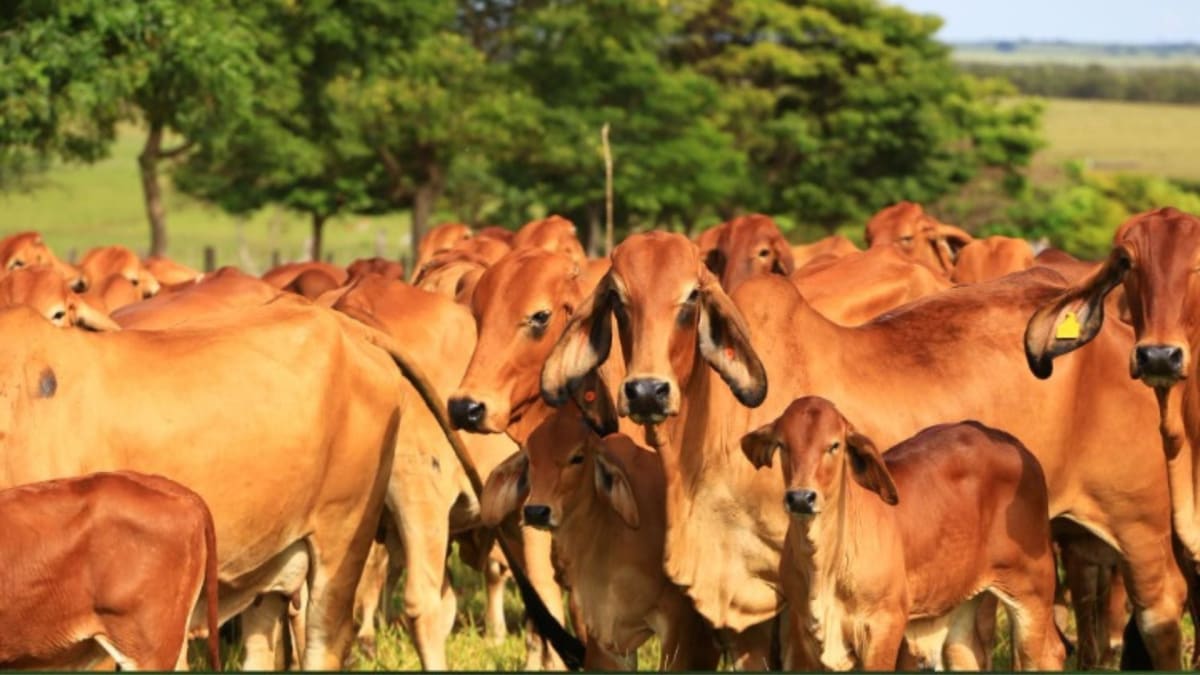 Raça brahman cresce na pecuária brasileira com avanços zootécnicos e expansão no Nordeste
