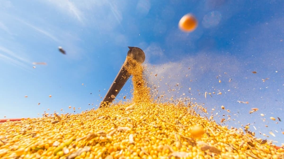 Margem bruta do esmagamento de soja em Mato Grosso recua 20% em julho com alta do custo da matéria-prima