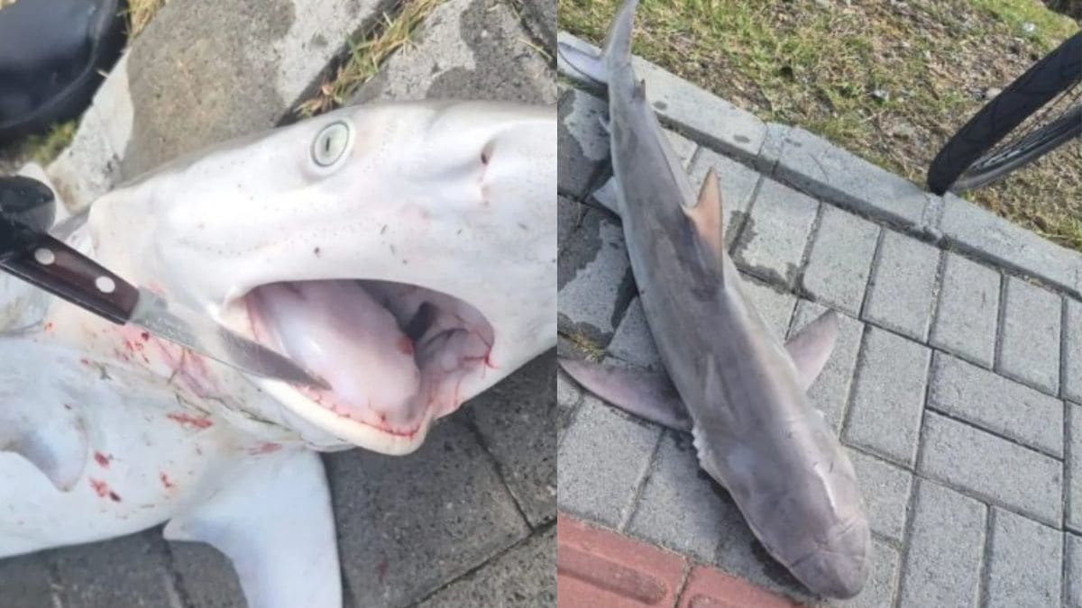 Filhote de Tubarão é encontrado morto preso em rede de pesca na praia de São Francisco do Sul