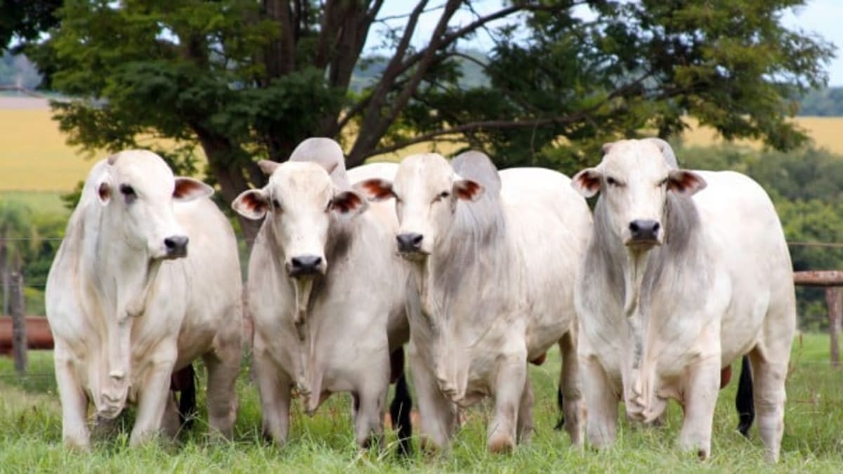 Demanda interna impulsiona mercado de carne bovina na primeira quinzena de agosto