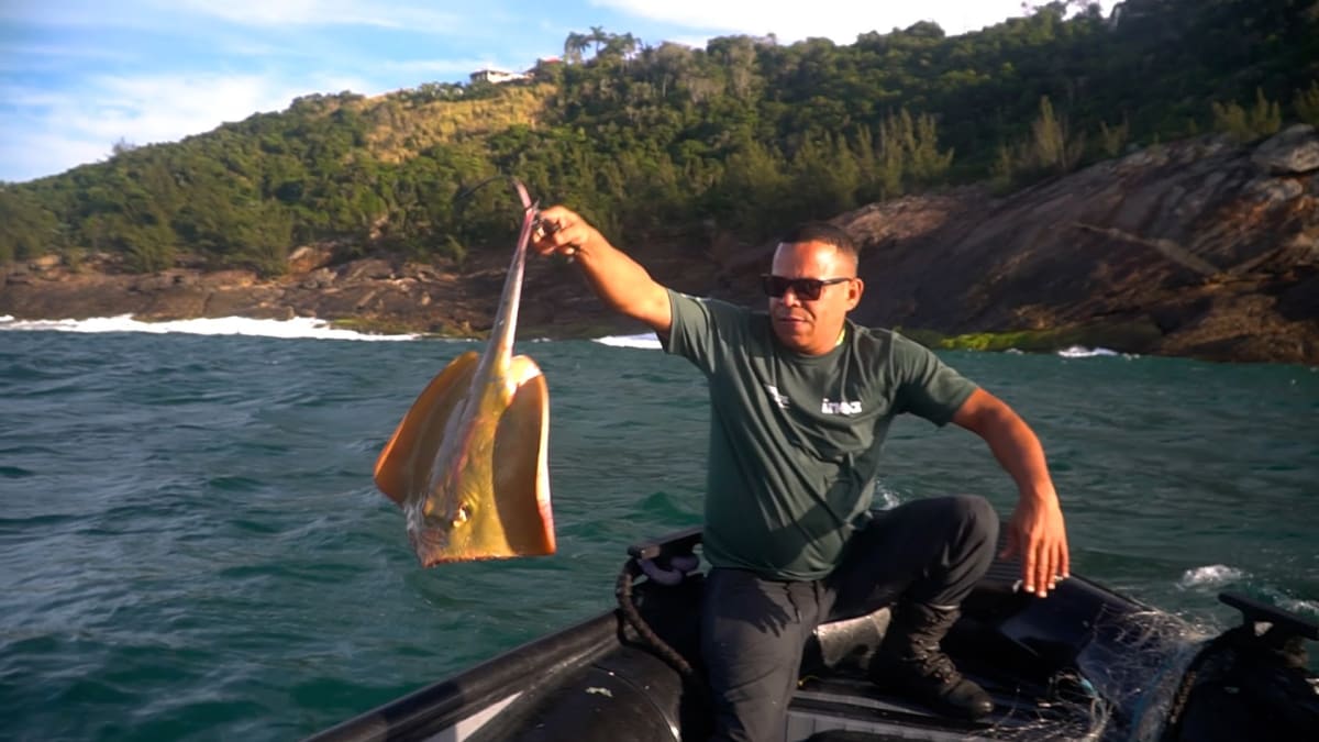 Onze arraias-manteiga são resgatadas em rede de pesca proibida em Saquarema