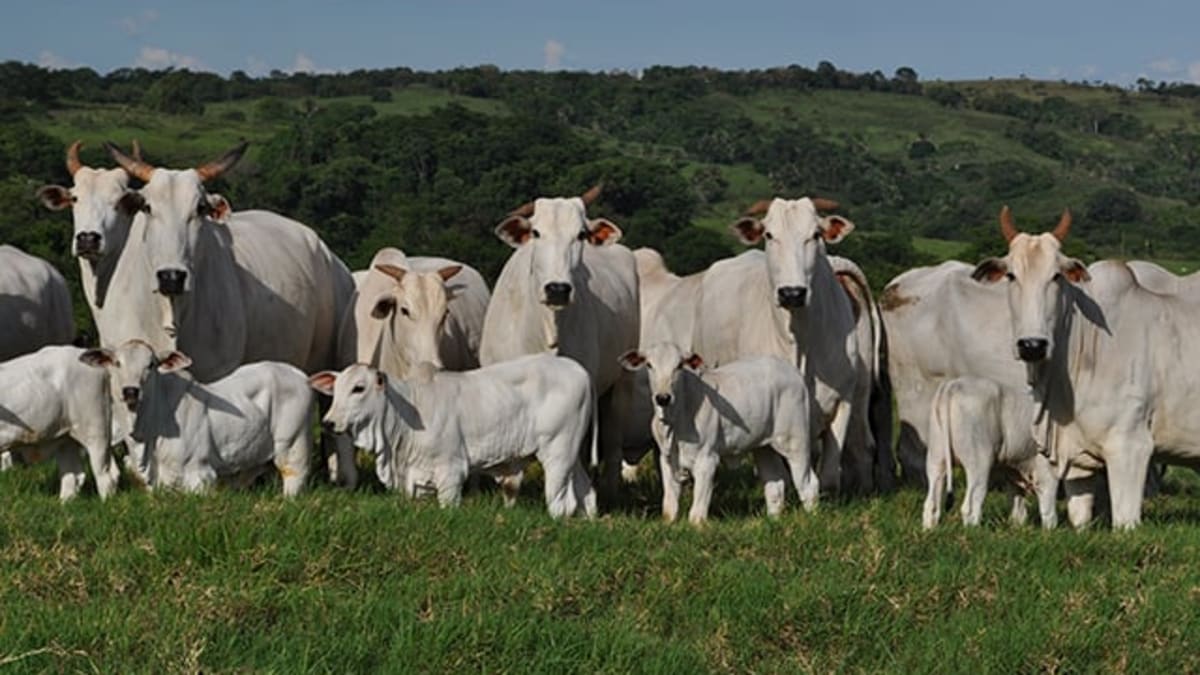 Mercado do boi gordo mantém cotações firmes com oferta restrita e ritmo lento de negócios