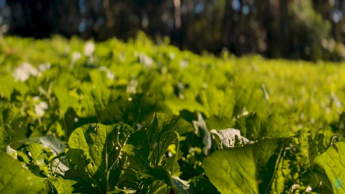 Produção orgânica alia preservação ambiental e consumo consciente em área de mananciais em São Paulo