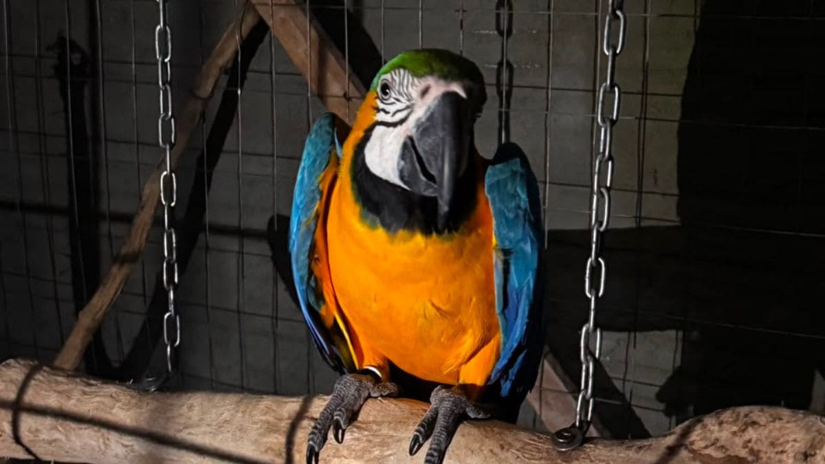 Polícia Civil realiza operação contra tráfico de aves em Joinville e prende quatro pessoas