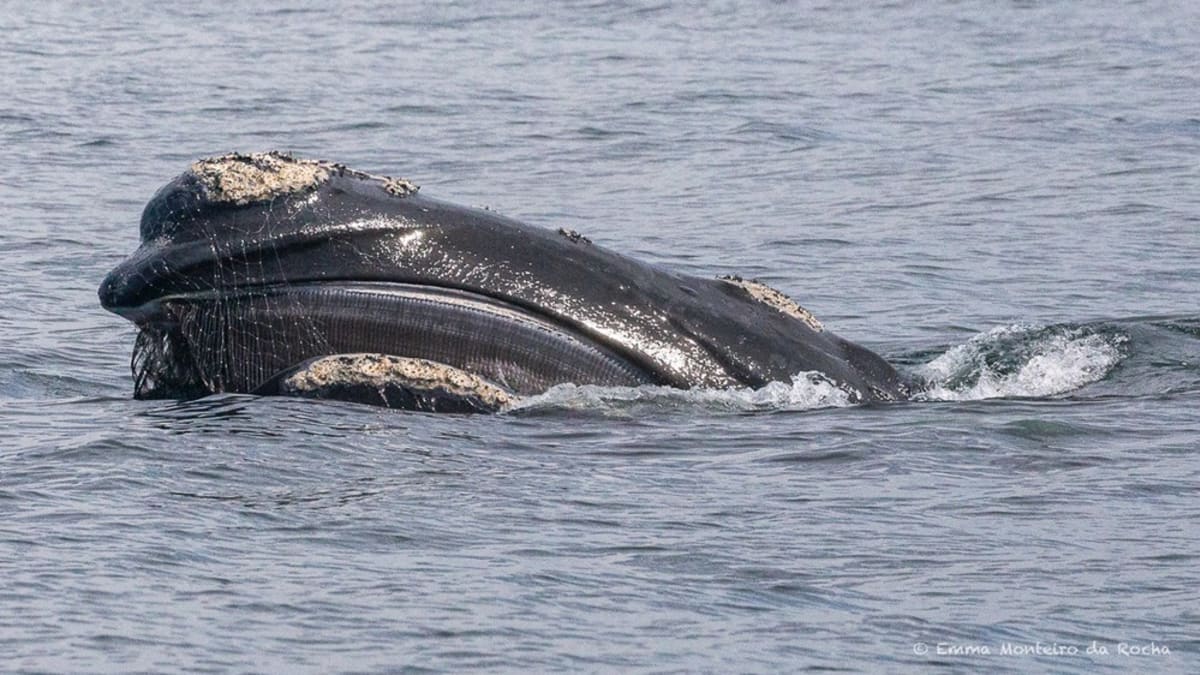 Baleia-franca é flagrada com rede de pesca na cabeça e boca no Arpoador, Rio de Janeiro