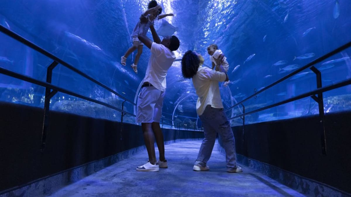AquaRio oferece meia-entrada para pais no Combo Experiência Completa no Dia dos Pais
