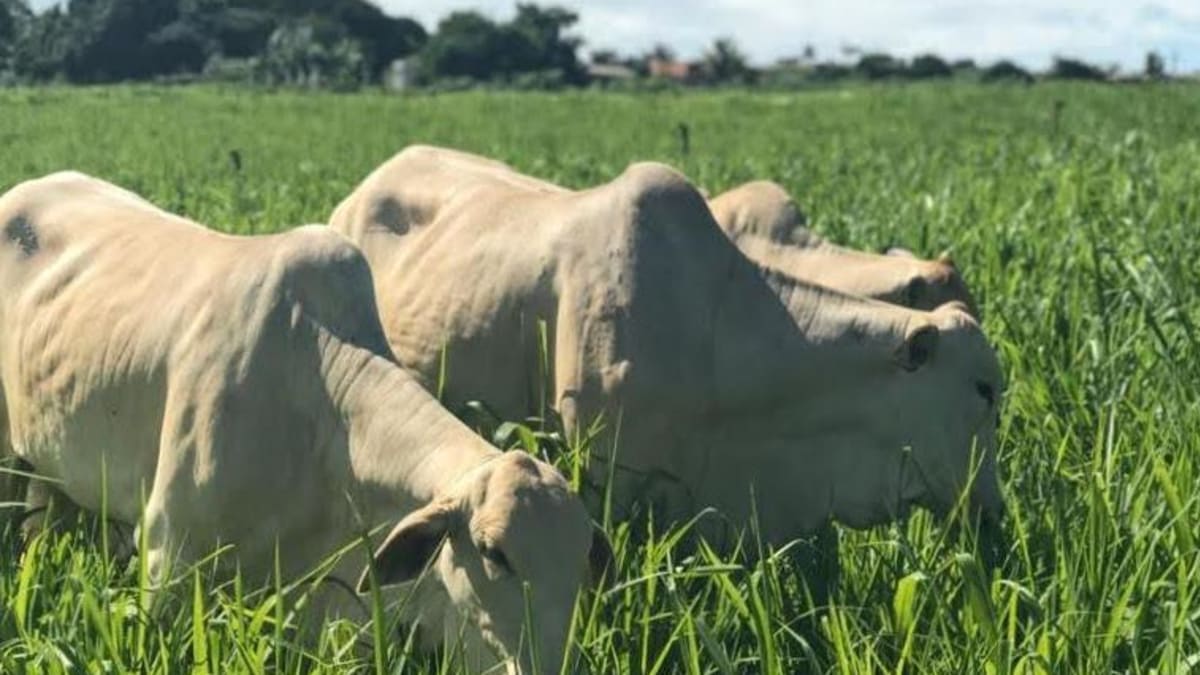 Menor oferta de gado para abate deve elevar preços da carne bovina no curto prazo