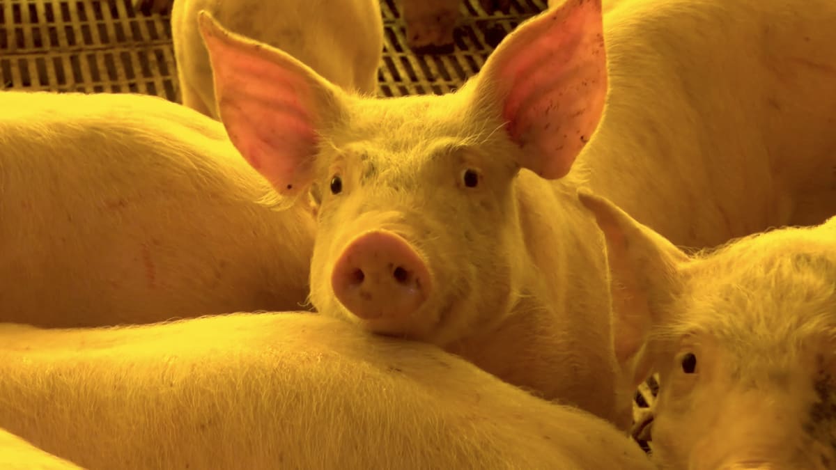 Demanda fraca pressiona preços do suíno vivo e da carne suína em julho