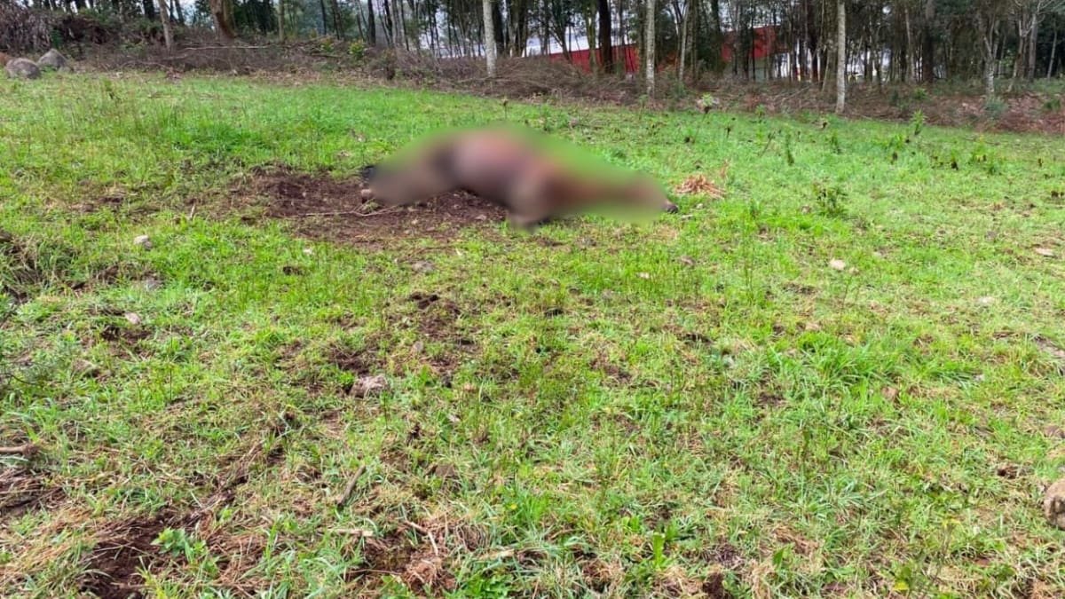 Cavalo é encontrado morto com sinais de maus-tratos em município da Serra Gaúcha
