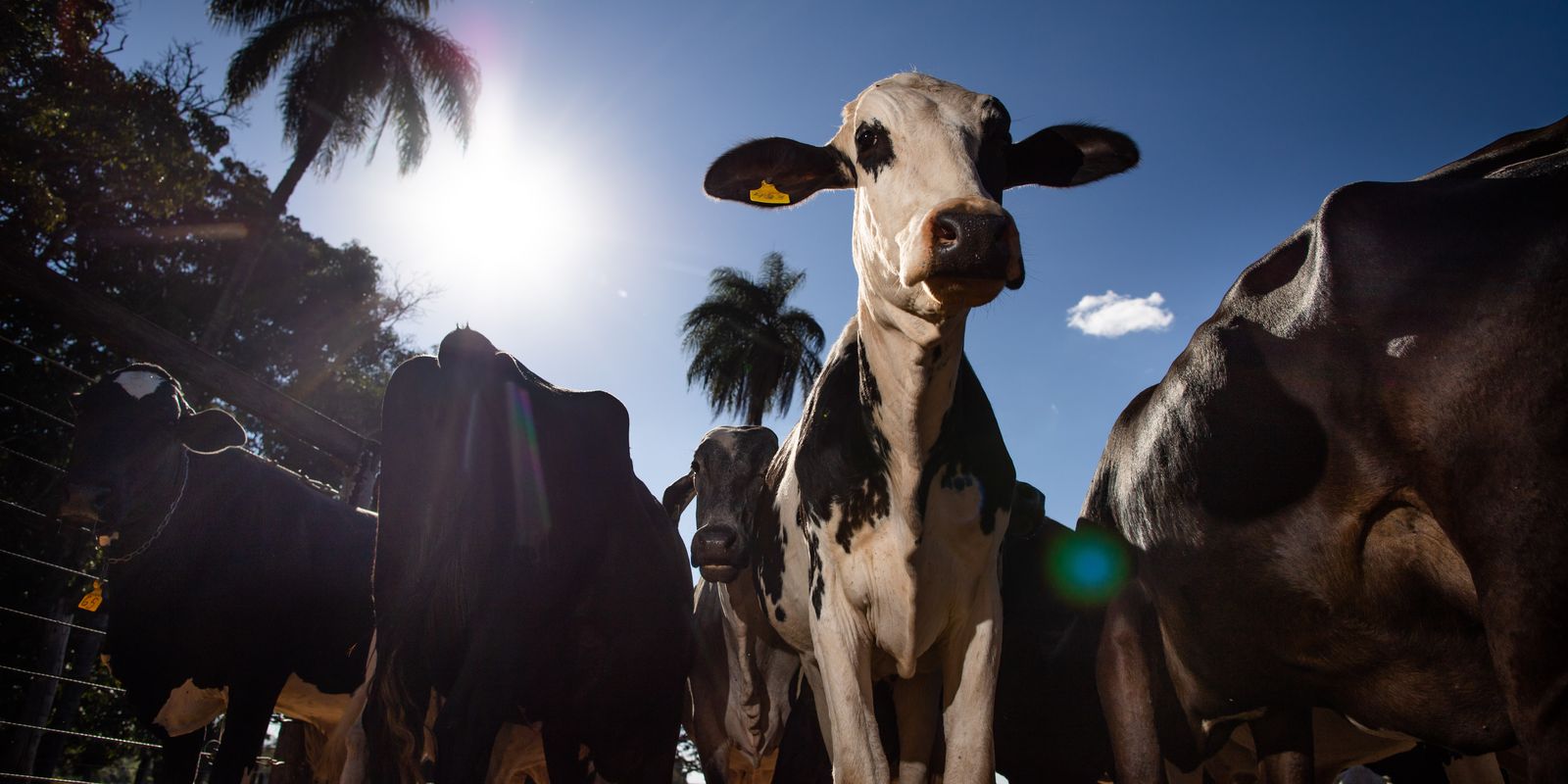 Marrocos suspende tarifas de importação de carnes até o fim do ano
